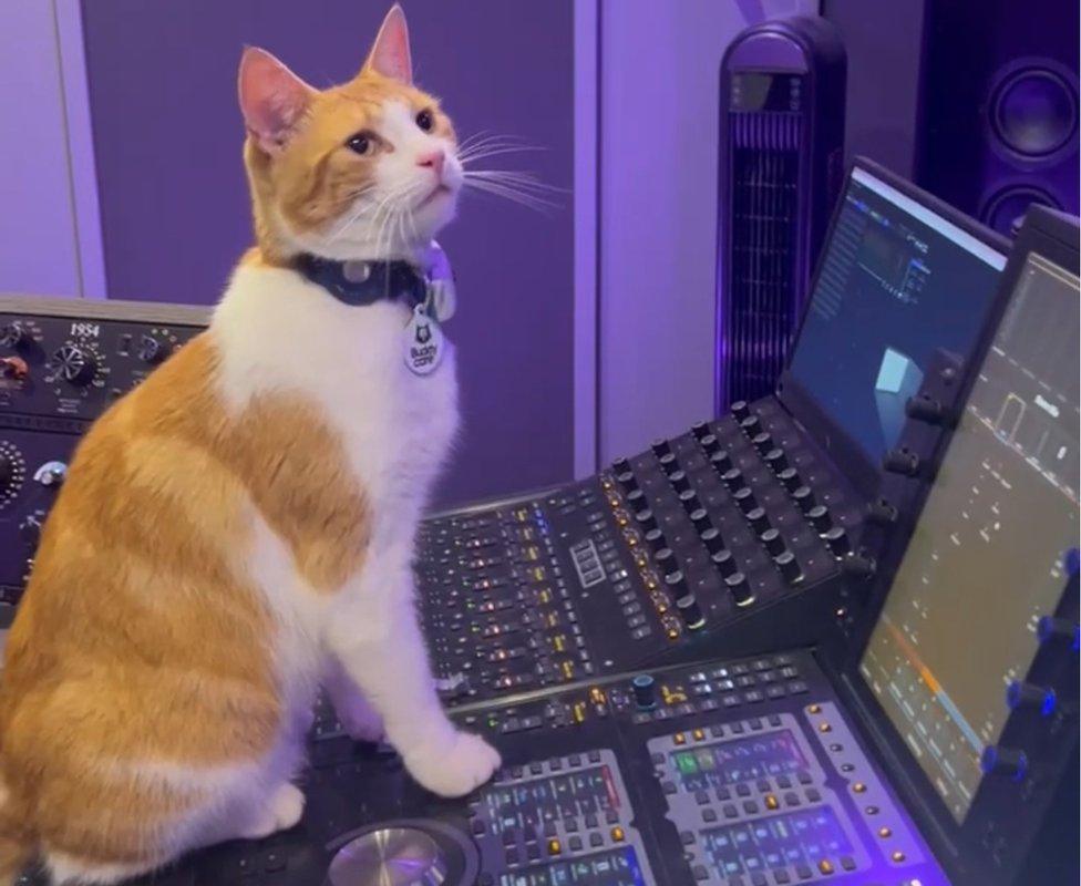 Nala in the studio sitting on a mixing desk