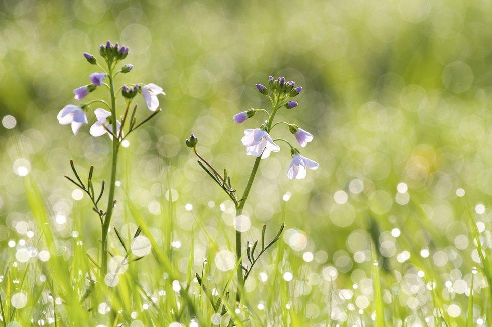 Wild flowers in a meadow