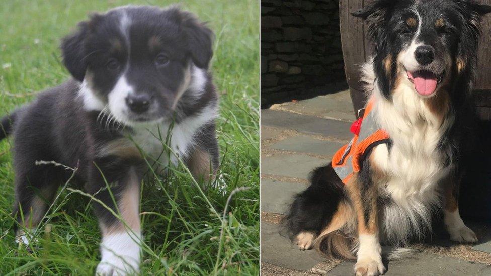 Skye as a puppy and on retirement