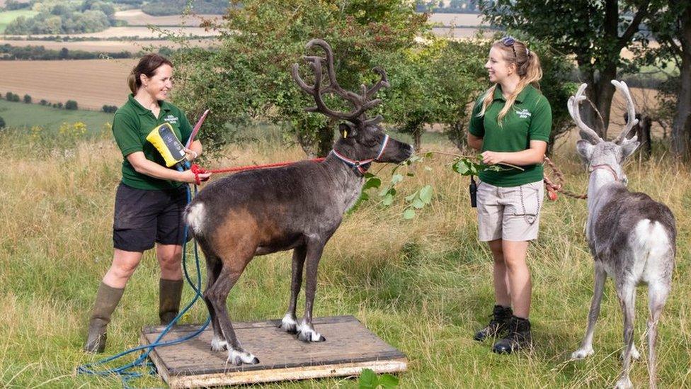 Reindeer (Rangifer tarandus) Flora with Keepers Christina Finch and Danielle Hearne