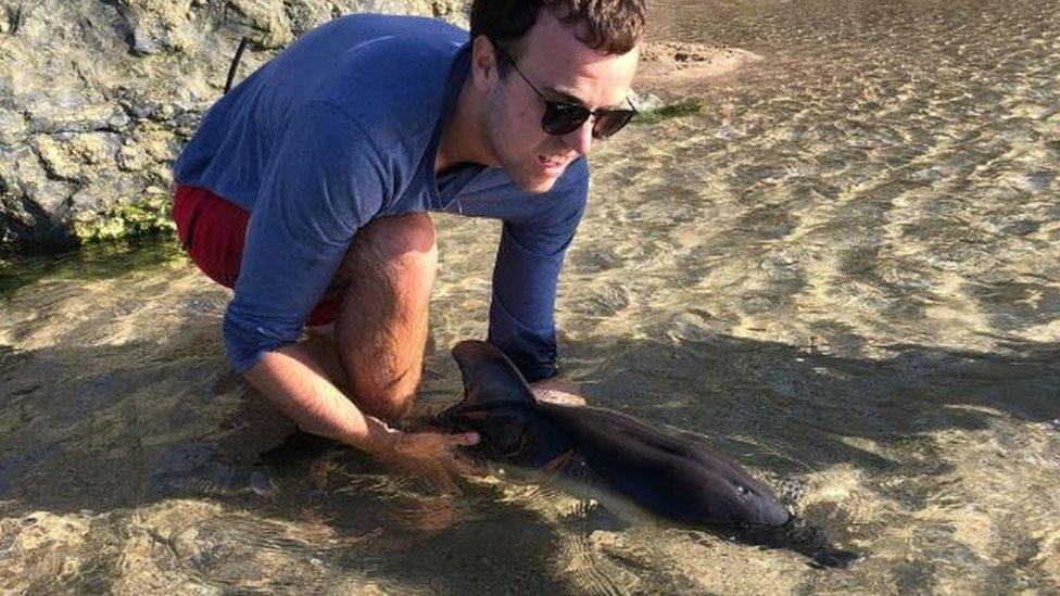 Lifeguard tries rescuing dolphin