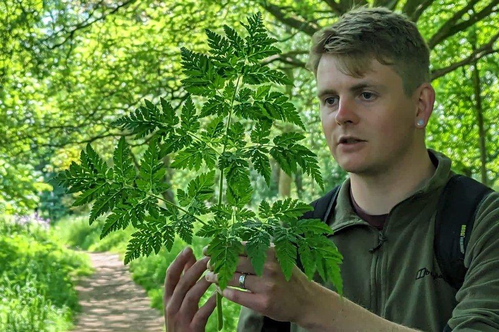 A man holds a leafy green plant