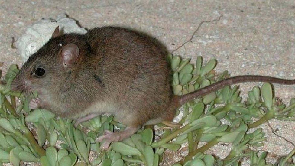 The Bramble Cay melomys