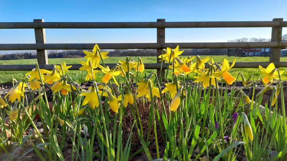 A clump of yellow daffodils pictured in front of a wooden fence, with a blue sky in the background