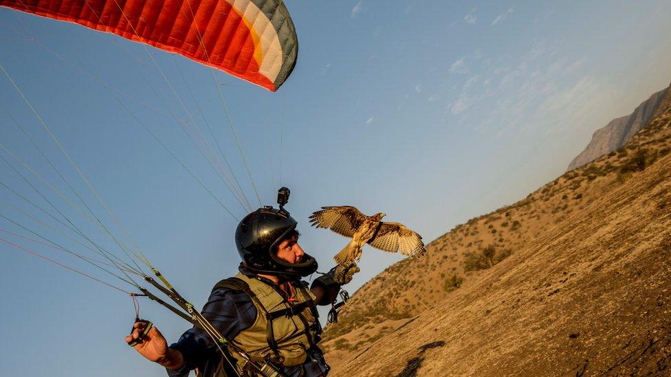 Ariel Marinkovic and his hawk Hook in flight