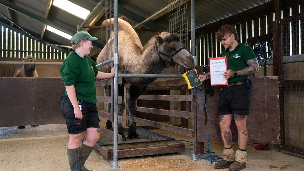 Zoo staff weigh a camel on some scales