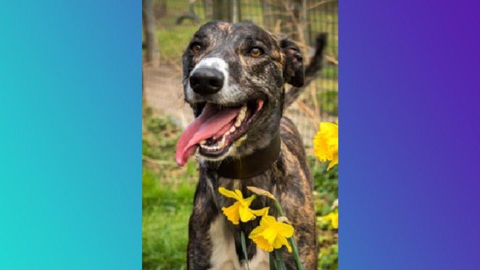 A-brown-and-grey-speckled-lurcher-with-daffodils.