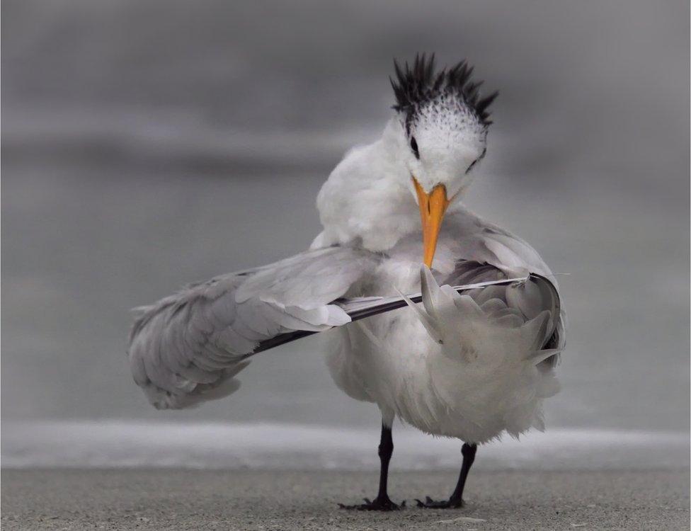 A bird ruffling its wings