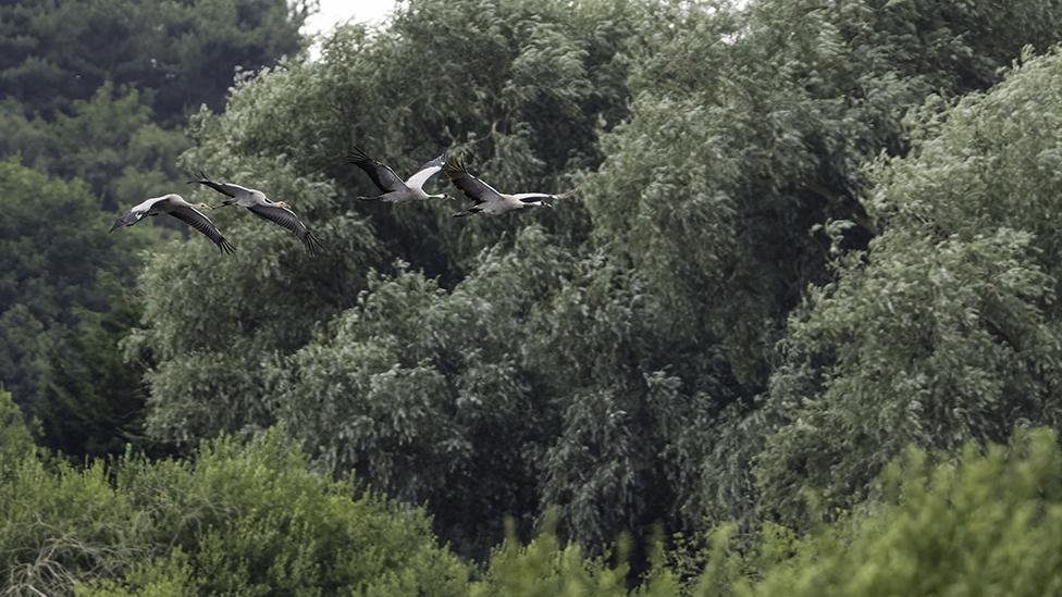 Crane adults and chicks flying over RSPB Snape Wetlands