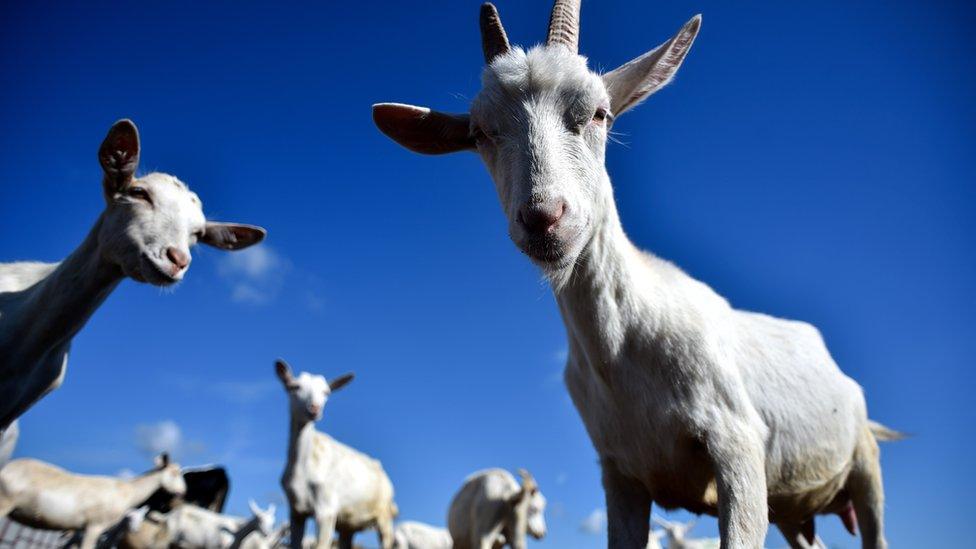 File image of goats