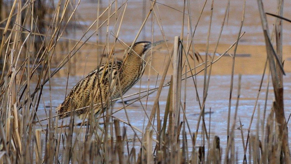 A Bittern