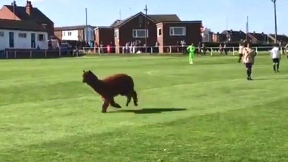 alpaca-on-pitch.