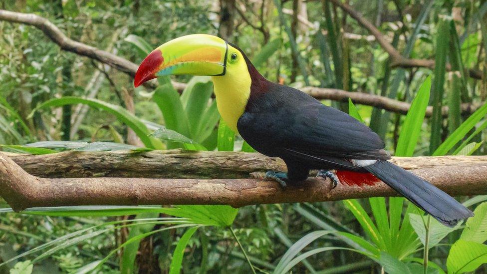 Keel-billed toucan.