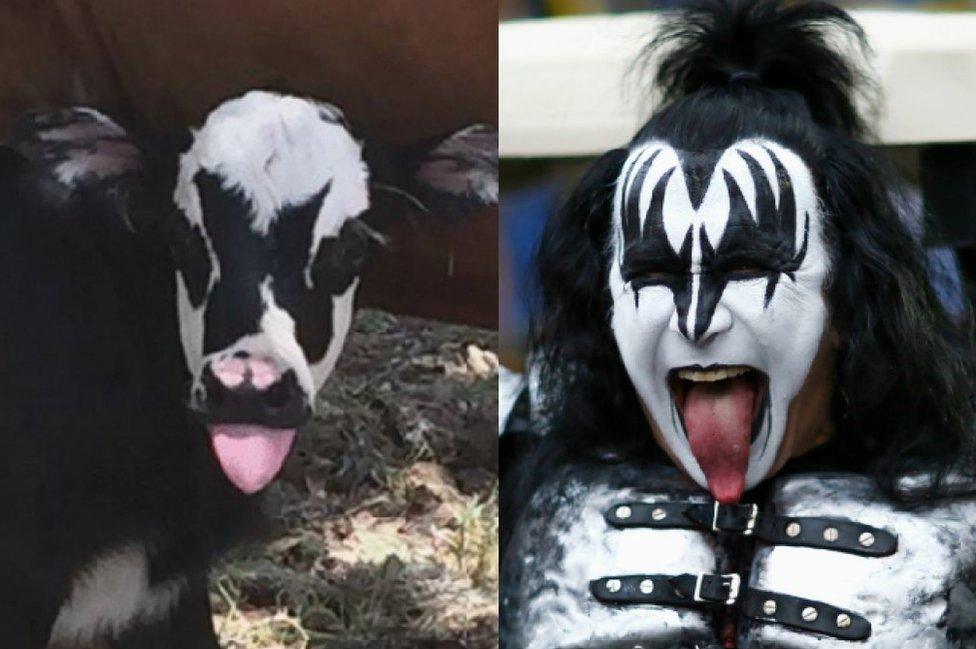 The cow and Gene Simmons