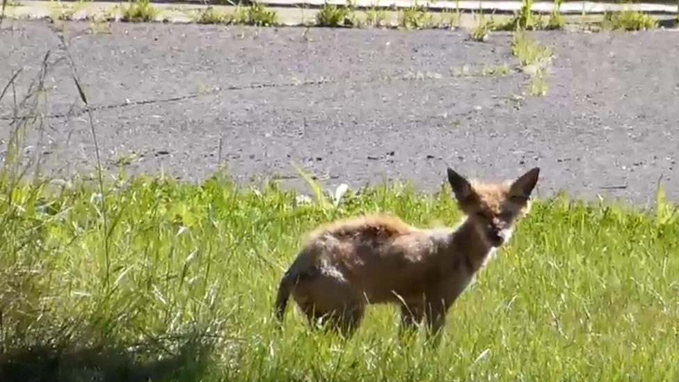 Urban coyote, Montreal