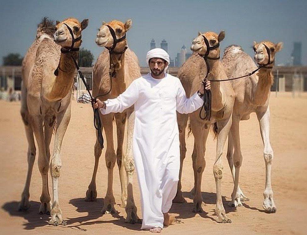 camels