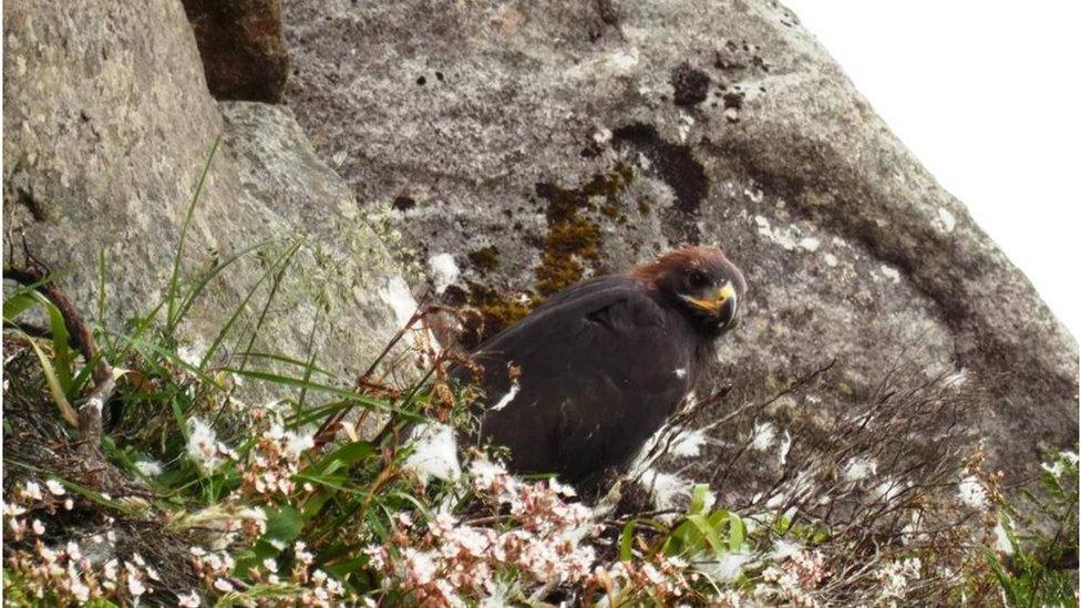 golden eagle in rocks