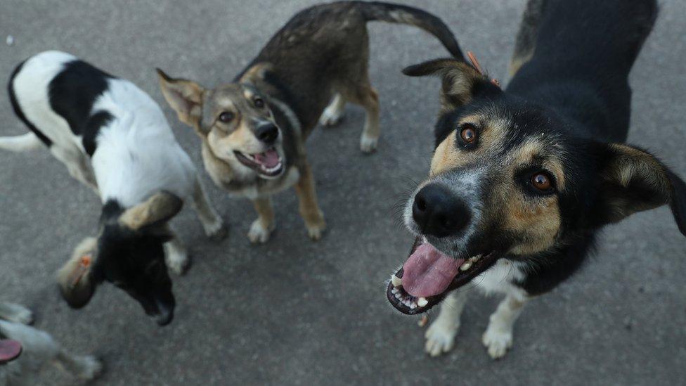 Three dogs smile for the camera