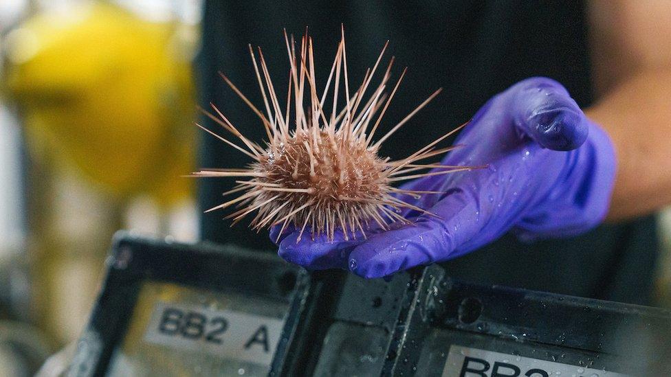 a spikey sea urchin rests on a gloved hand