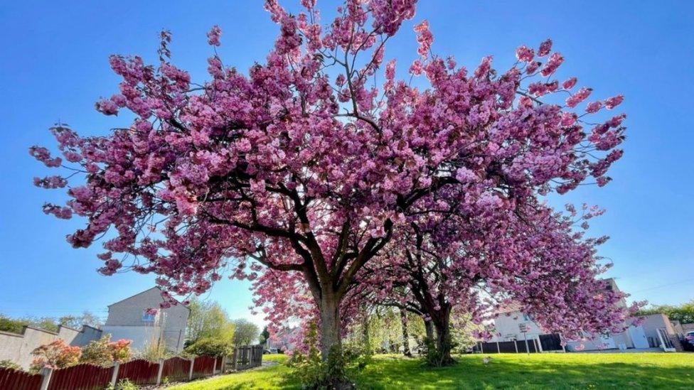 Pink blossom trees