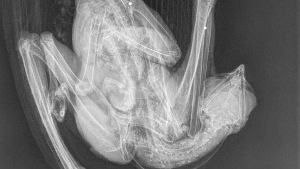 Bird x-ray