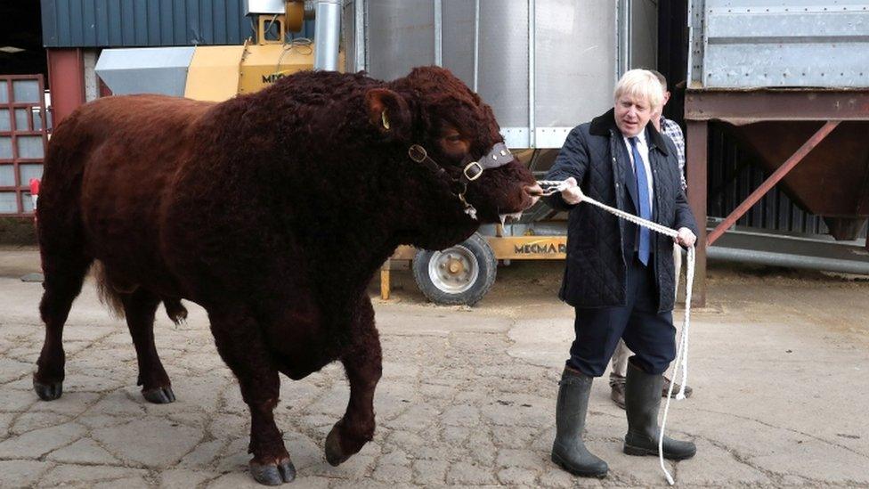 Boris Johnson with a bull