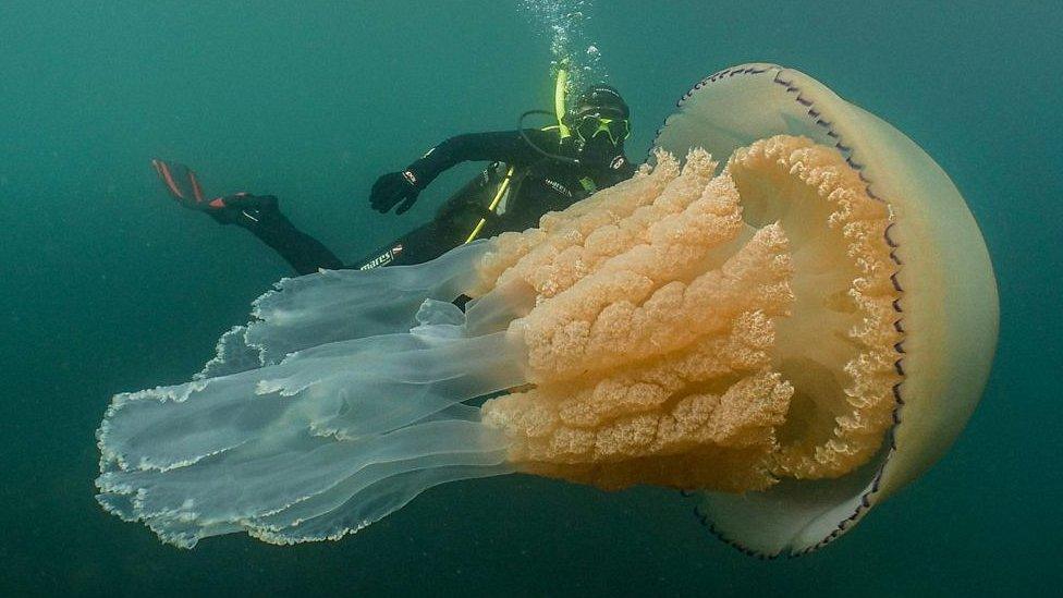 Lizzie Daly with the giant jellyfish