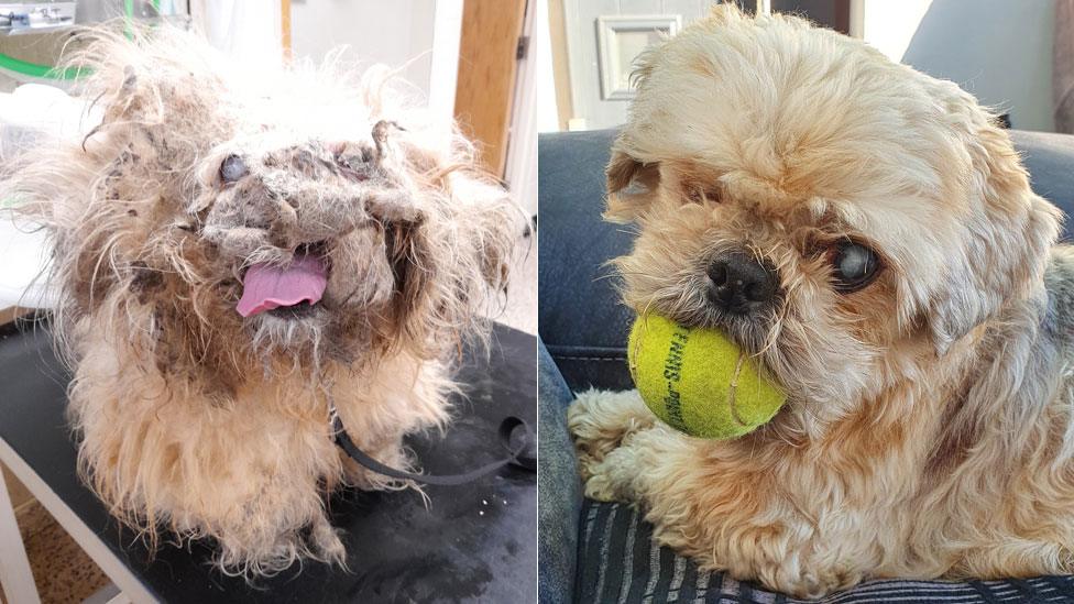 Morris before and after treatment