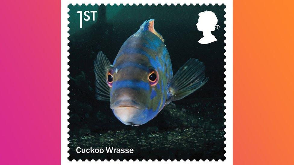 cuckoo wrasse