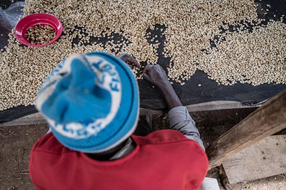 Former fighter MUSUBAO, 34 years old, sorts coffee beans on Idjwi. 14th April 2022.