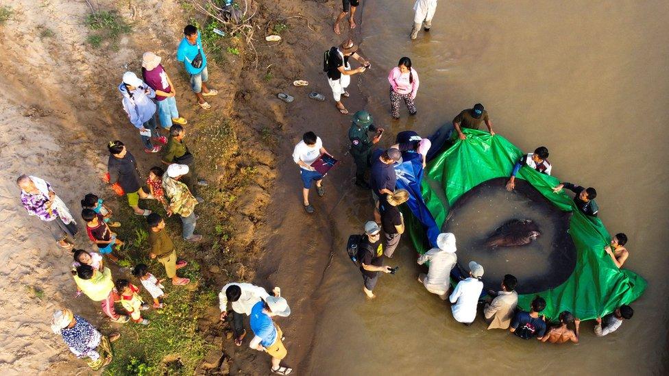 giant stingray found in Cambodia