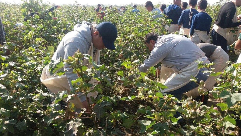 FC Andijon players harvesting cotton, Oct 2016