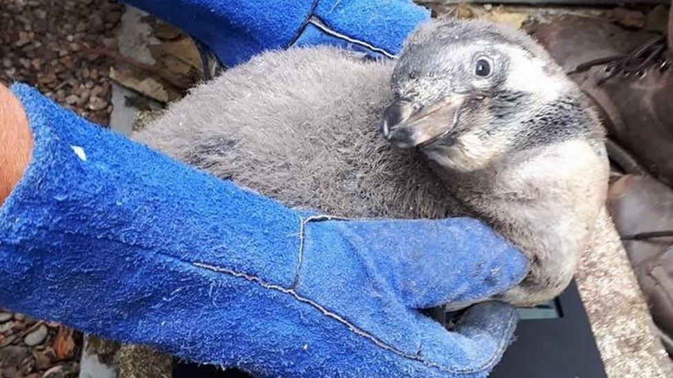 Penguin chick