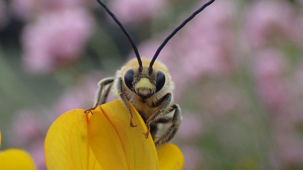 Male long-horned mining bee