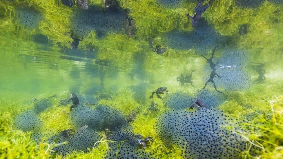 mass-migration-common-frogs-south-tyrol.