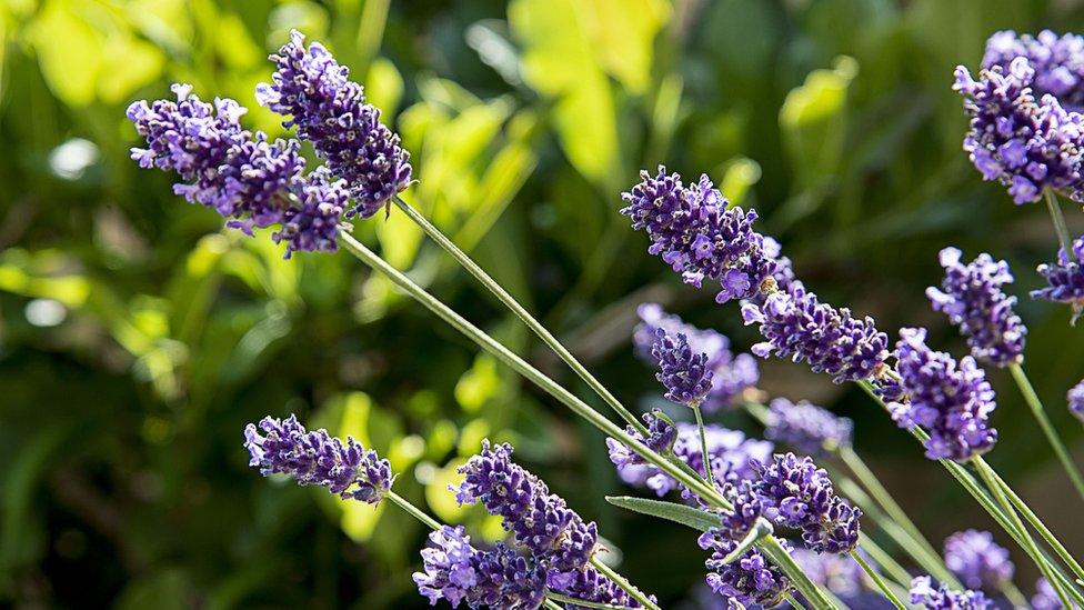 Lavender in the sun near Banbury