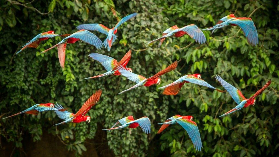 Flying macaws in tropical forest