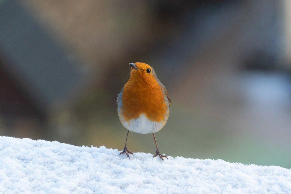 Fraser Marriot spotted a robin enjoying the snow in Dunbar