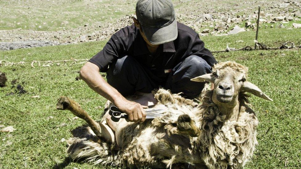 Sheep being sheared