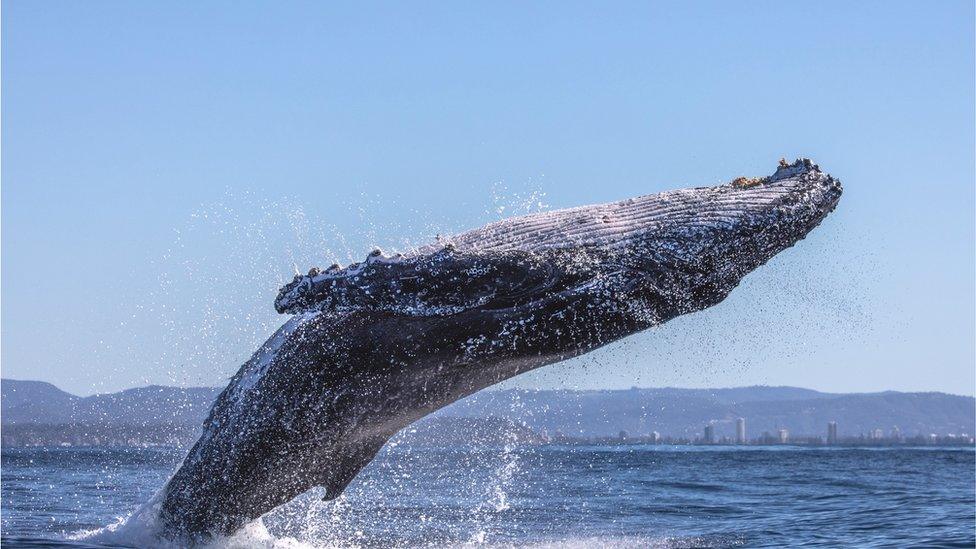 whale surfacing