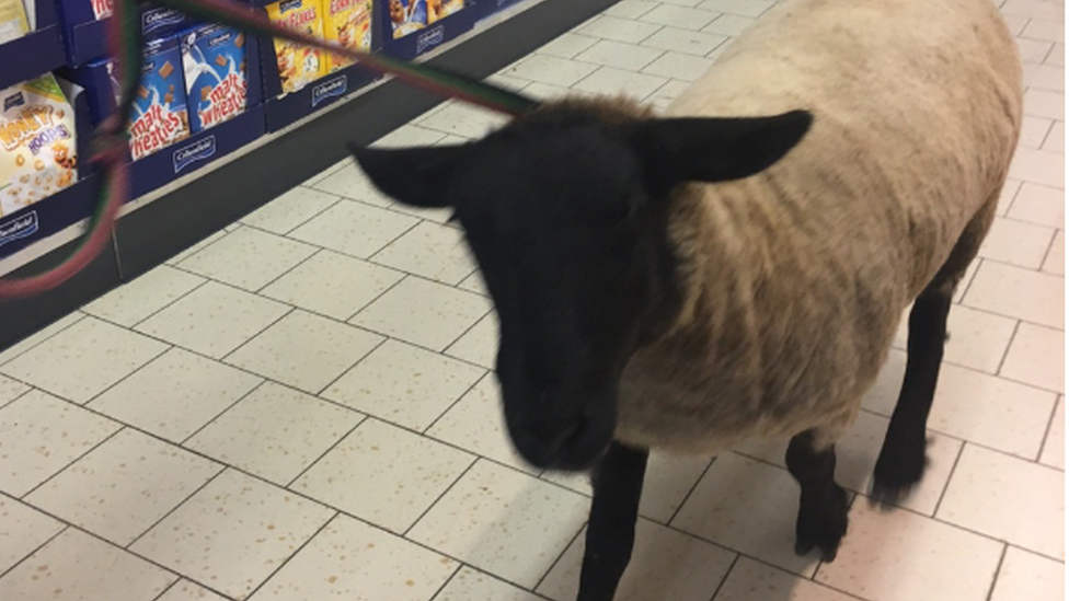 sheep in supermarket