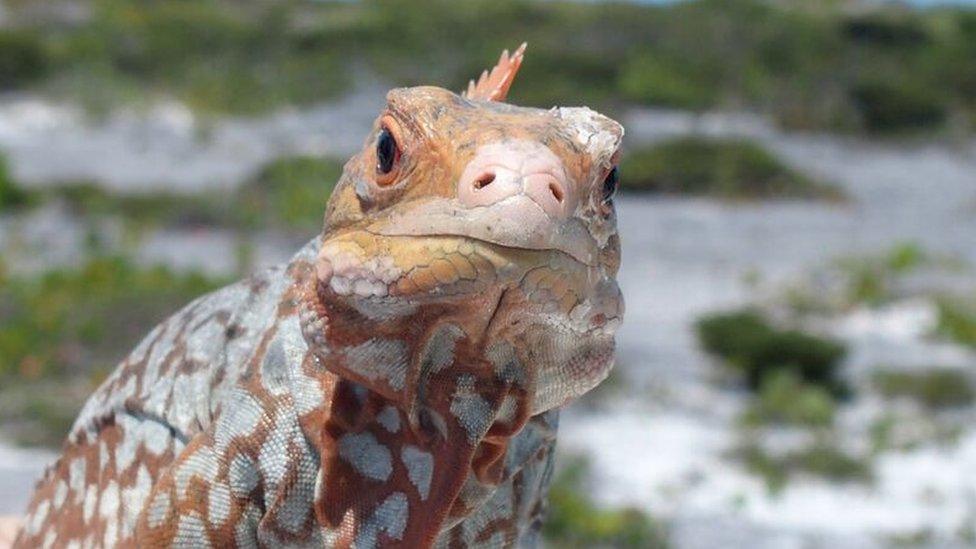 White Cay rock iguana