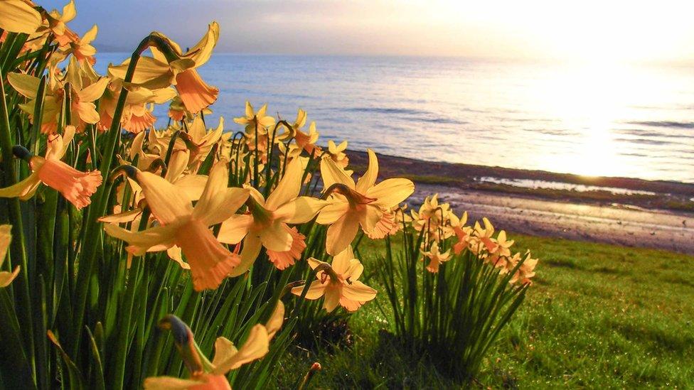 Daffodils in Swansea Bay