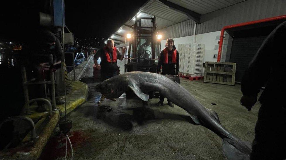 Shark on the quayside