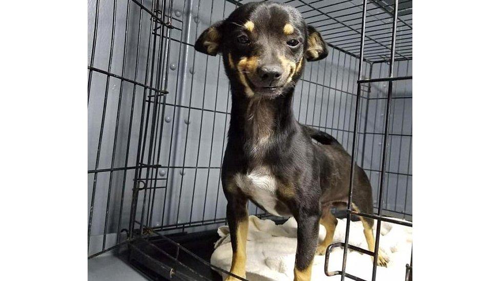 A small dog standing in a cage with an open door wears a big smile