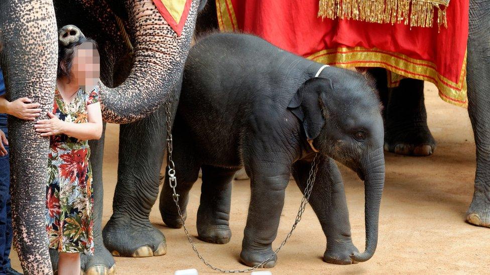 Chained young elephant