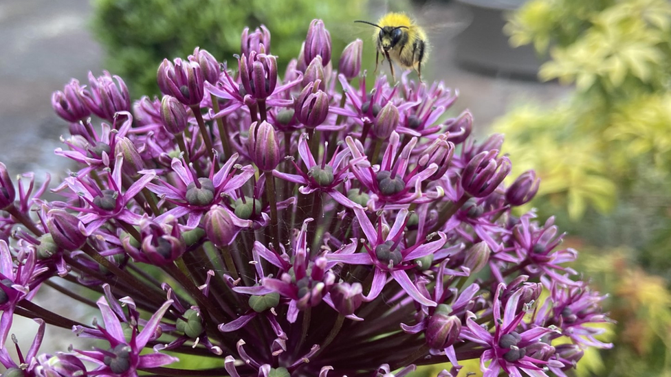 Bee on a flower