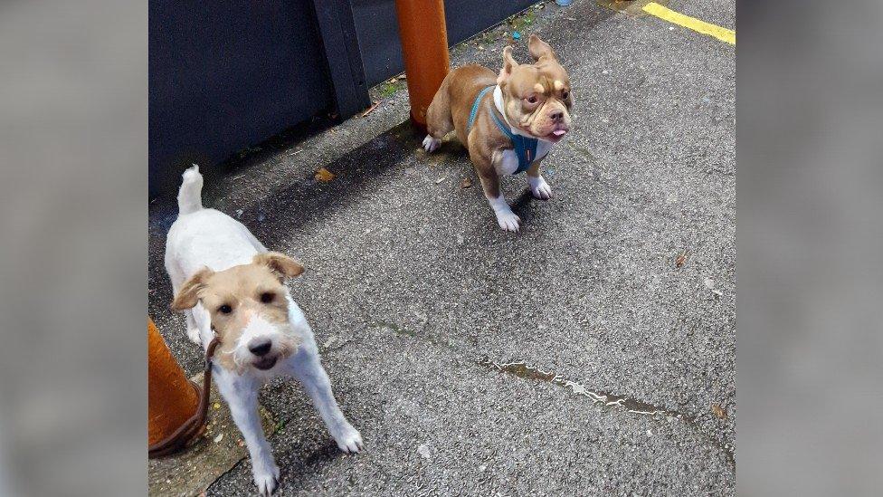 The man was walking a white terrier-type dog and a French bulldog