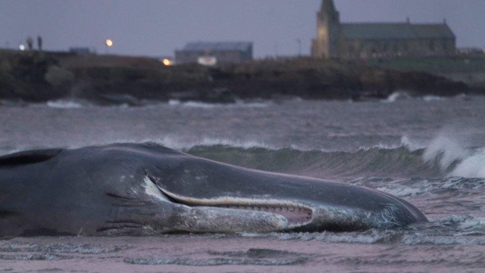 Dead whale on Northumberland shore