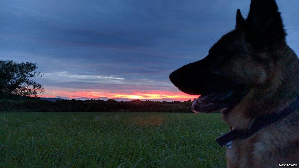 A dog in a park; the sun sets behind